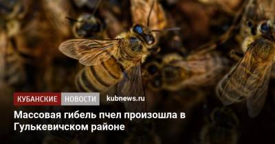 Массовая гибель пчел произошла в Гулькевичском районе - kubnews.ru - Краснодарский край - район Гулькевичский
