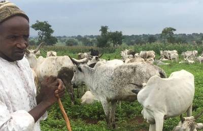 Arla Foods построит молочную ферму в Нигерии