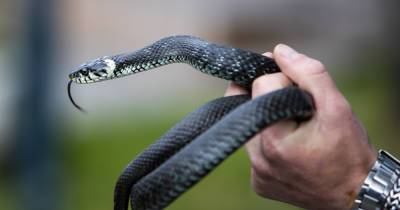 Жительницу Полесского района во дворе дома укусила ядовитая змея