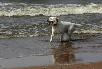 Купание в Финском заливе убило собаку петербурженки