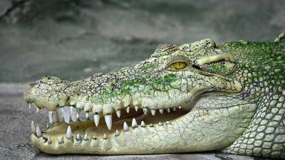 У Криму крокодил покусав військового-окупанта РФ