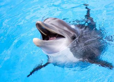 В одесской Лузановке дельфины устроили шоу для пляжников (видео)