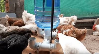 Надежное и автономное приспособление из обычной бутылки: для всех, у кого есть домашние животные и птицы