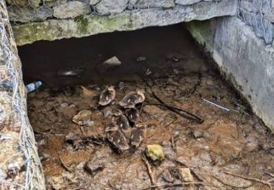 Очередная утиная история: липчане спасли маму с птенцами из пересохшего канала