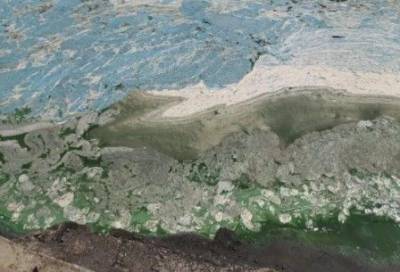 Из-за цветущих водорослей Каховское водохранилище превратилось в болото (ФОТО)