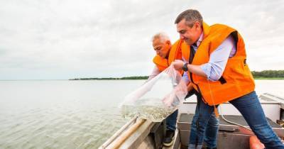 В акваторию Куршского залива выпущено 100 тысяч мальков сига