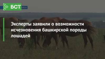 Эксперты заявили о возможности исчезновения башкирской породы лошадей