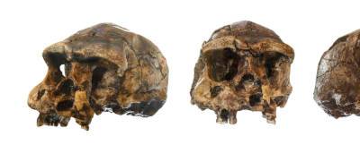 Израильские антропологи нашли под Рамле ранее неизвестного предка человека