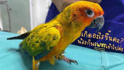 Попугай в Таиланде украл у хозяев больше 20 бриллиантов и съел их