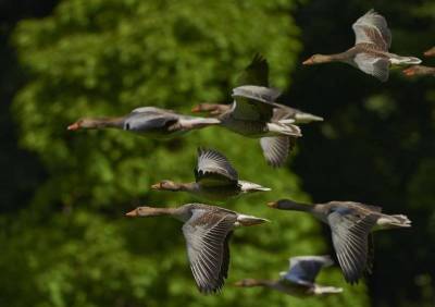 Как птицы находят дорогу во время сезонной миграции? » Тут гонева НЕТ!