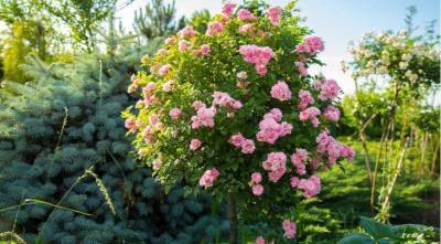 Штамбовая роза: как ухаживать летом и правильно стричь