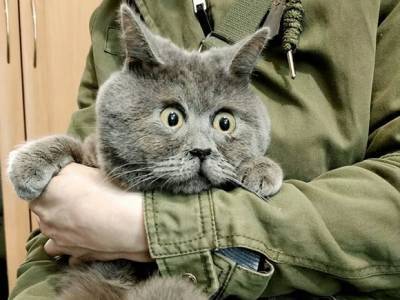Вечно удивленный кот Федя из Ростовской области покорил соцсети
