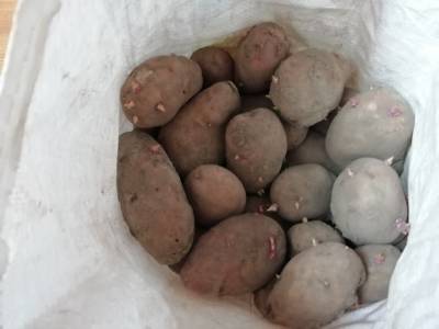 В Башкирии вновь выросли цены на морковь и картофель