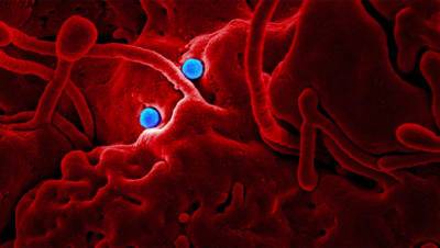 ВОЗ: «дельта» штамм коронавируса в два раза заразнее обычного