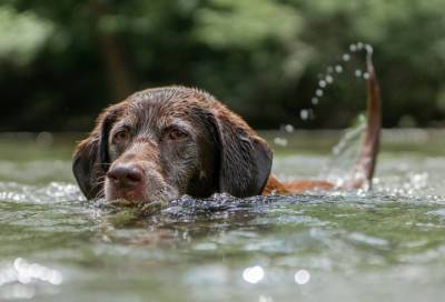 Кинолог объяснил, может ли собаку убить купание в Финском заливе