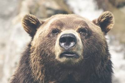 В Лесосибирске обезвредили вышедшего в город медведя