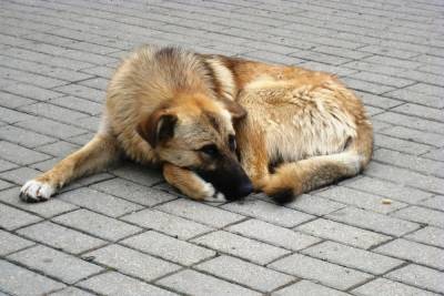 «Пнул со всей силы в живот»: обидевший бездомного пса мужчина возмутил жителей Первомайского района Новосибирска