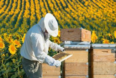 Приморские пчеловоды готовы в два раза увеличить производство меда ради экспорта