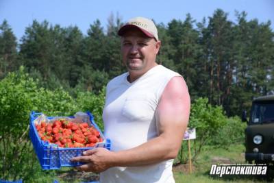 Клубничная пора: как выращивают самую популярную летнюю ягоду в филиале «Поречанка»