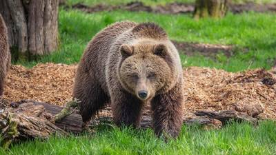 В Красноярском крае застрелили вышедшего в город медведя
