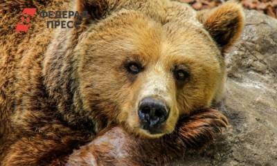 В Лесосибирске голодный медведь едва не напал на людей