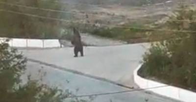 Гуляющий по улицам медведь перепугал жителей российского города