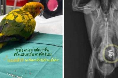 В Таиланде попугай съел более 20 бриллиантов