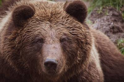 Охотники в Красноярском крае застрелили вышедшего в город медведя