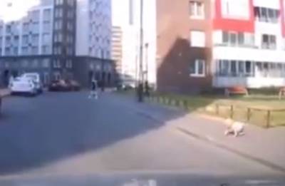 Годовалого малыша, сбежавшего от родителей, едва не сбила машина в Ростове