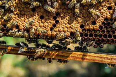 Прокуратура проведёт проверку по факту сообщений о массовой гибели пчёл в Гулькевичском районе