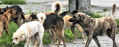В Новосибирске стая бродячих собак терроризирует жителей двух ЖК