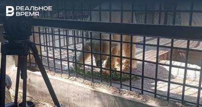 В Казанском зооботсаду сняли «загорание» белого медведя