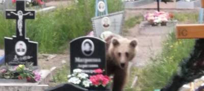 Жуть: медведь держит в страхе посетителей кладбища на севере Карелии