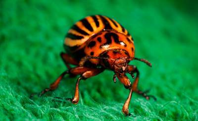 Притворяется мертвым в момент опасности и способен пережить лютые зимы: интересные факты о колорадском жуке