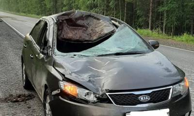В Карелии автомобиль насмерть сбил лося