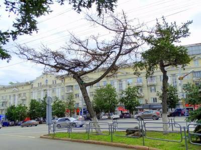 В Челябинске по факту сноса столетней лиственницы возбуждено уголовное дело
