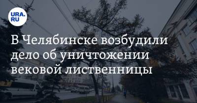 В Челябинске возбудили дело об уничтожении вековой лиственницы. В инцидент вмешивался губернатор