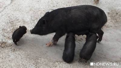 В Приморье произошла вспышка африканской чумы свиней