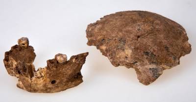 Имеет черты двух видов. Ученые обнаружили в Израиле окаменелые останки странного неандертальца