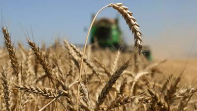 Минсельхоз высказался о влиянии жары на урожай зерновых