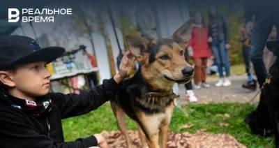 В казанских поселках скоро начнут работать бесплатные мобильные пункты вакцинации собак