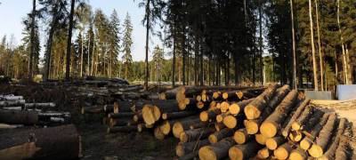 Организация в Карелии задолжала полтора миллиона рублей за нарушения при рубке леса