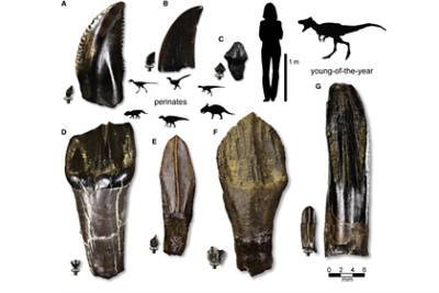 В Арктике нашли огромные кладбища динозавров