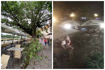 На посетителей кафе упала гигантская ветка, не все смогли убежать: видео ЧП в Ужгороде