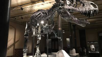 В Арктике обнаружили останки динозавров