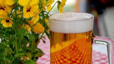 Эндокринолог рассказала о негативных последствиях употребления пива в жару