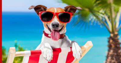 Лето нипочем: собаки, легко переносящие жару