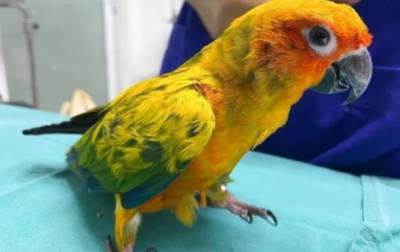 Таиландский попугай проглотил бриллиантовое ожерелье