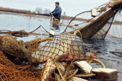Жителя Почепа осудят за незаконный вылов 107 рыб из реки Раковка