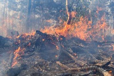 В России нашли новый способ борьбы с лесными пожарами